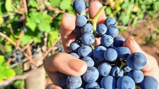 La cantidad de viñedos entrerrianos creció un 44% en 11 años