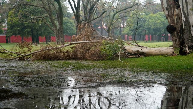 La tormenta dejó muchas ramas caídas en la ciudad.
