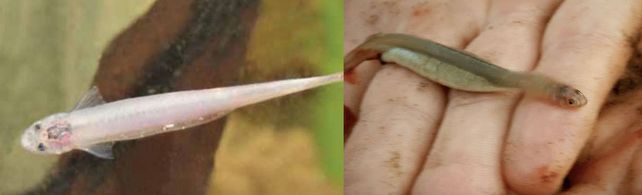 Comparación. La especie de la izquierda es la denominada chupador y la otra es la que vampiro.