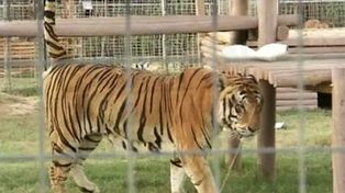 Un tigre arrancó el brazo de una mujer que  lo metió en la jaula