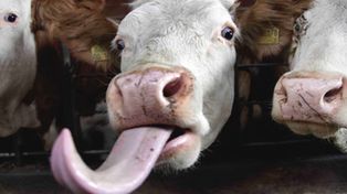 En Canad&aacute; les dan vino a las vacas para mejorar la carne, y les va bien