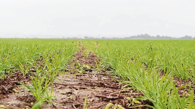 El 23% de la cosecha de trigo tiene en su génesis el aporte de fertilizantes