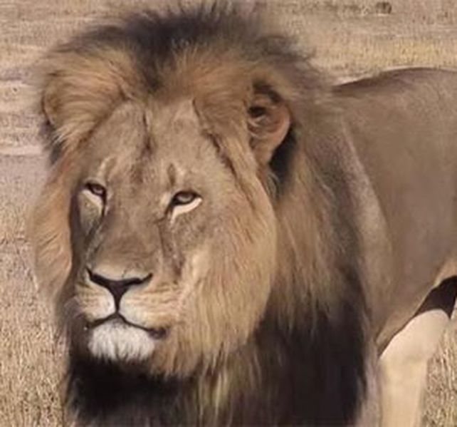 Las últimas fotos del león cecil
