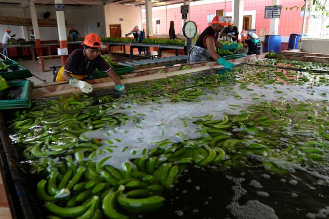 Los narcos infiltran los containers de  bananas para traficar desde Ecuador