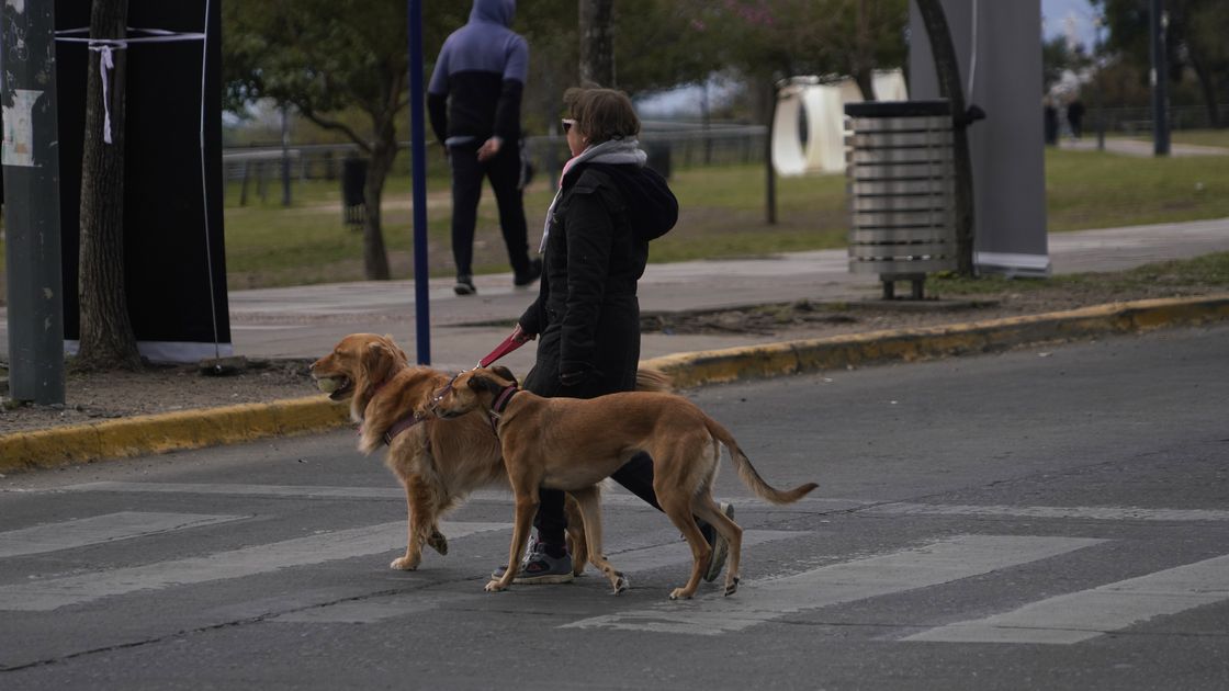 Algo tan sencillo como una caminata puede derivar en múltiples beneficios para las mascotas.