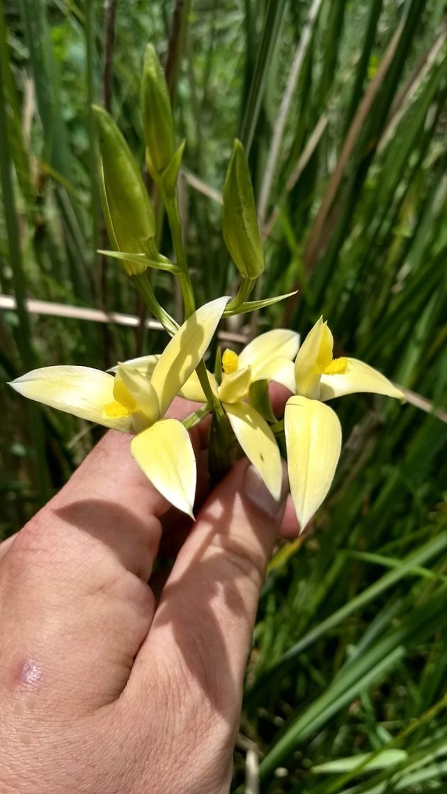 Orquídea del humedal