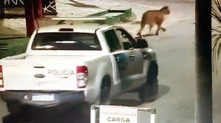 Puma: no encuentran al felino que aterra desde el jueves a Villa Gesell