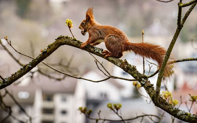 Una ardilla trepa a la rama de un árbol con una nuez en la boca cerca del casco antiguo de Hessen