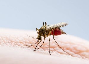 Avance mundial: ya está lista una vacuna tetravalente contra el dengue