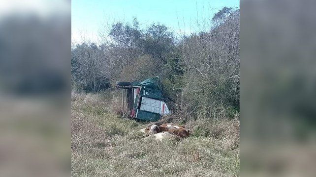 Cuatro vacas y un toro que eran transportados en un tráiler murieron al cortarse la lanza y volcar en Ruta 127