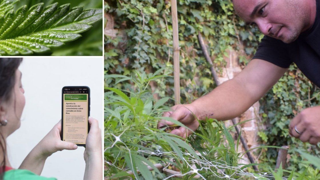 Cannabis medicinal. Un recorrido por el potencial terapéutico de la planta, el funcionamiento del sistema endocannabinoide en el cuerpo humano y la urgencia de acompañar desde la medicina una demanda que nació en la sociedad.