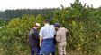 Las plantaciones requieren de constante monitoreo. Las plantaciones requieren de constante monitoreo.