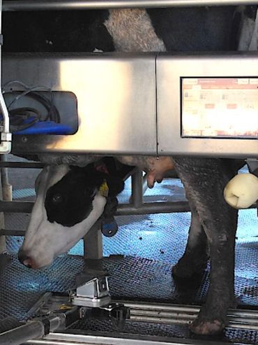 Vacas ordeñadas por robots: El futuro ya llegó