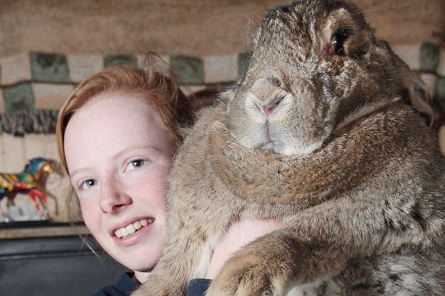 El más grande: el conejo Ralph pesa ¡23 kilos!