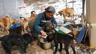 Rescató más de doscientos perros de la calle para que los surcoreanos no se los coman