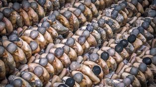 El Salvador: menos delitos