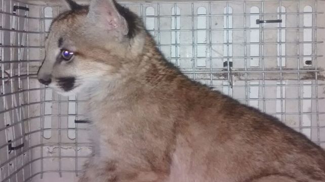 Personal de la Granja La Esmeralda rescató a un puma en López