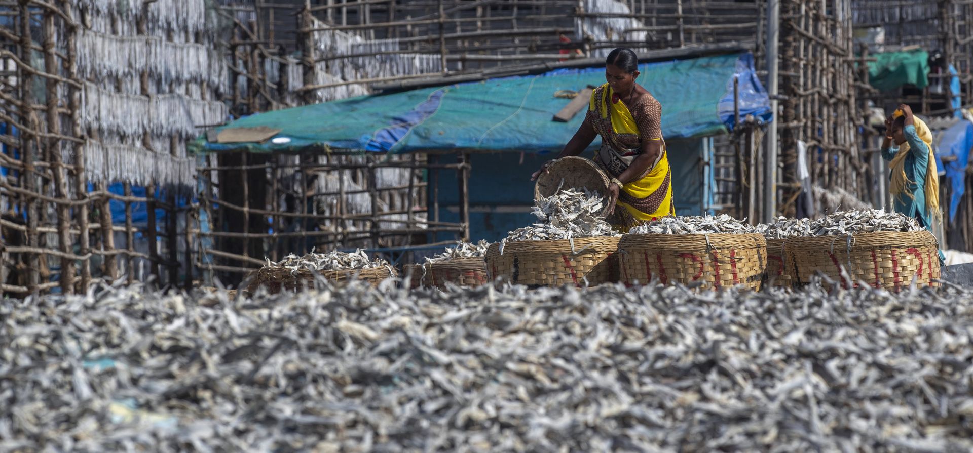 Una trabajadora llena cestas de pescado secado al sol en una colonia de pescadores en Mumbai, India, el miércoles 29 de diciembre de 2021. Foto: AP