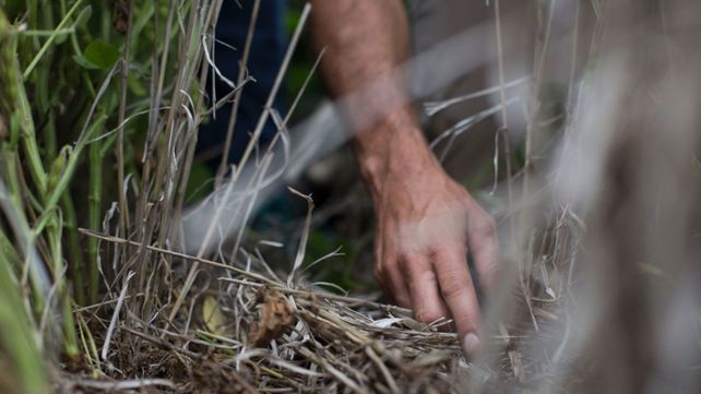 La receta de un asesor para no aplicar herbicidas más de una vez en el lote de soja