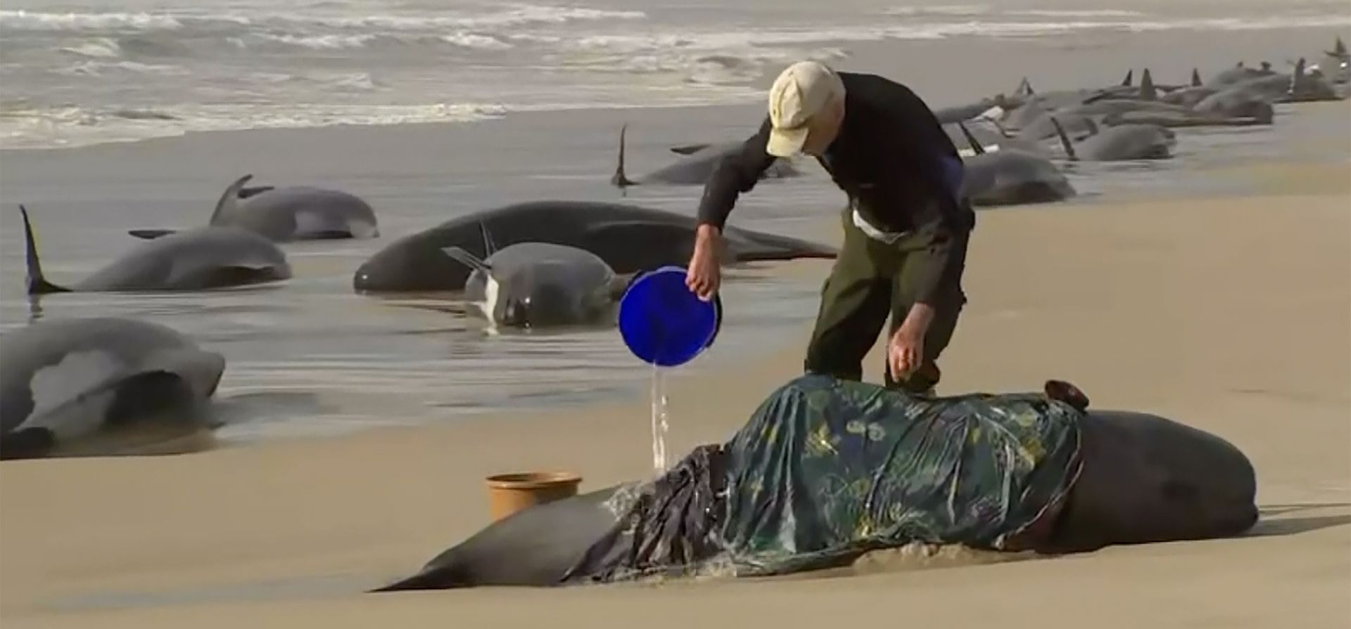En esta imagen tomada de un video, un rescatista vierte agua sobre una de las ballenas varadas en Ocean Beach, cerca de Strahan, Australia, el miércoles 21 de septiembre de 2022. Más de 200 ballenas quedaron varadas en la costa oeste de Tasmania.