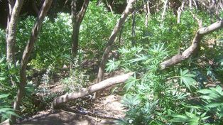 Hallan enorme plantación clandestina de marihuana