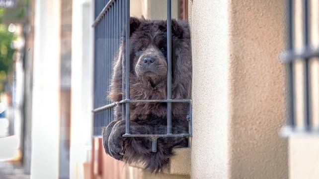 Un día para agradecer su amor incondicional: Día Mundial del Perro.