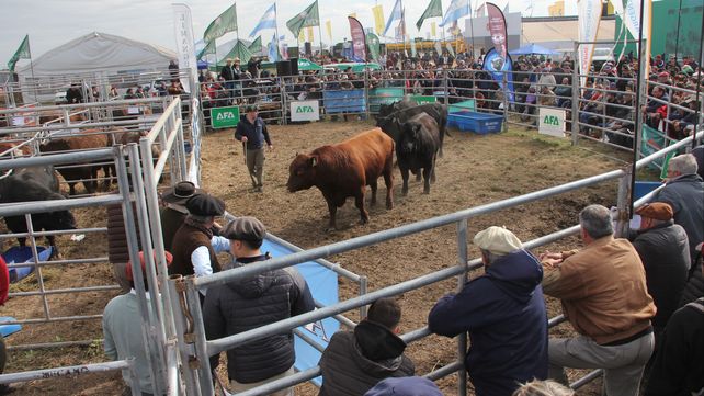 Remate de reproductores logró muy buenos precios en Agroactiva
