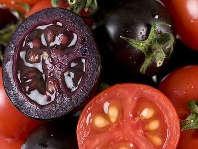 Crean un tomate púrpura más sano y sabroso