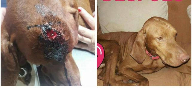 El perro fue rescatado por la ONG Zoolidarios Rafaela