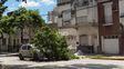 Susto en el centro de Santa Fe: un conductor esperaba el cambio del semáforo cuando un árbol cayó sobre su auto
