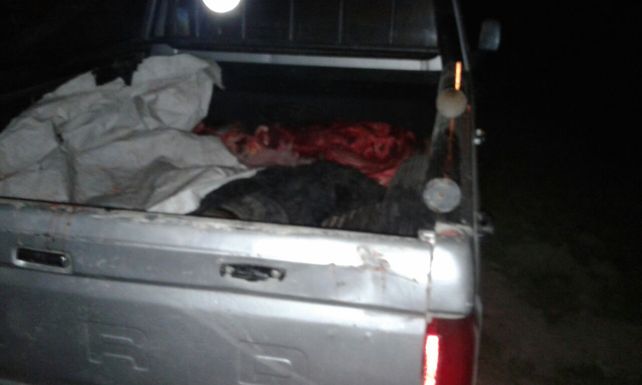 Cuatreros tras las rejas: trasladaban 160 kilos de un vacuno faenado