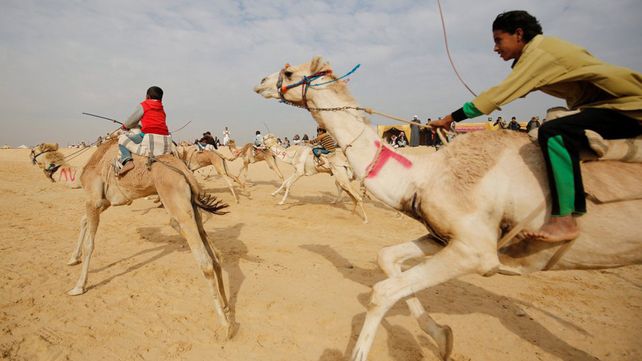 Carreras de camellos en el desierto de Egipto