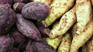 Proponen potenciar el cultivo de batata a través de una app