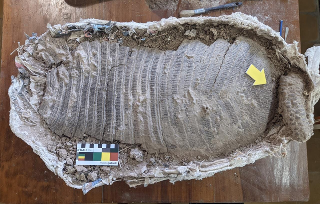 El eutatus o Quirquincho encontrado tiene 4000/5000 años y es un  ejemplar único en Argentina muy bien conservado