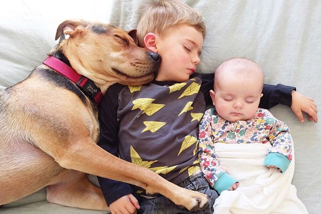 El perro y el niño que dormían la siesta juntos crecieron y suman compañía