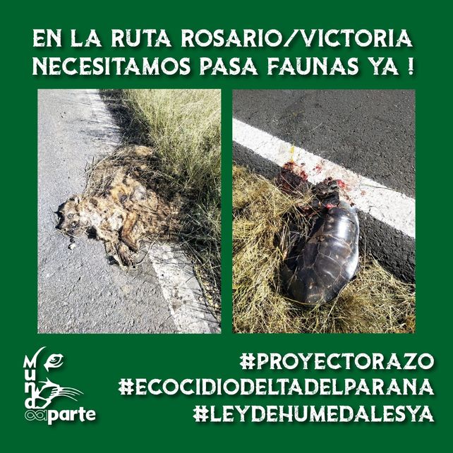 El otro drama de las quemas: cada vez más animales atropellados al intentar escapar del fuego
