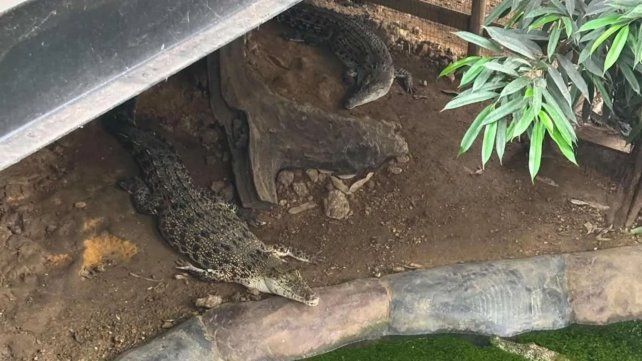 Lo arrestaron por arrojar a un nene a los cocodrilos en un zoológico de Inglaterra