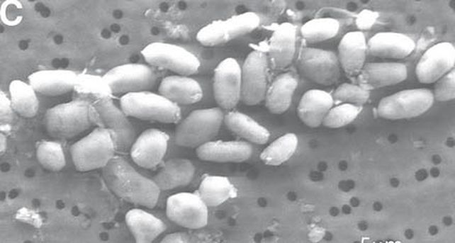 Descubrieron una bacteria que es capaz de sobrevivir en otro planeta