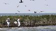 Hallan 300 aves muertas en costas da&ntilde;adas por derrame de petr&oacute;leo