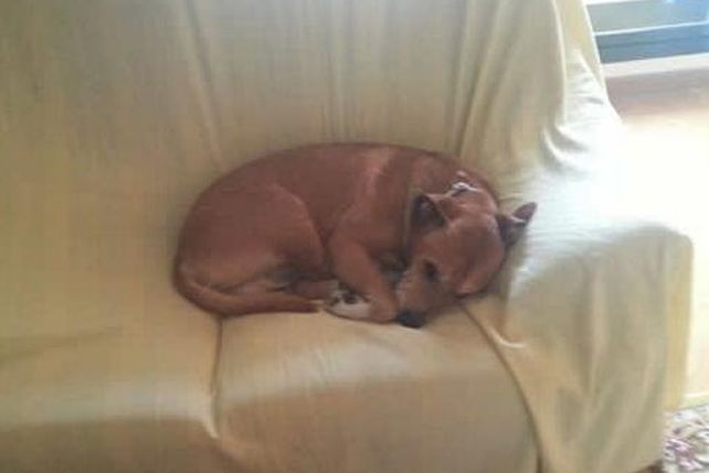 Sacrificaron a Excalibur, el perro de la enfermera infectada con Ébola en España