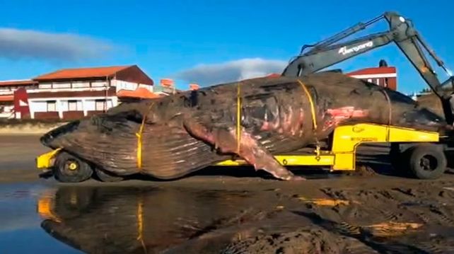 Así trasladaron a la ballena jorobada que murió en Mar del Tuyú