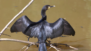 Confirman detección de influenza en aves silvestres en Jujuy y declaran situación emergencia