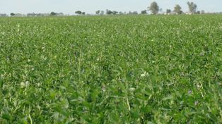 Alfalfa:  cuáles son los secretos para un forraje de calidad