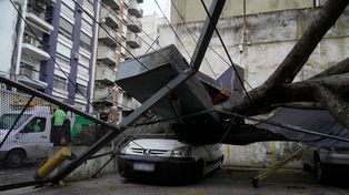 Dos árboles de gran porte se cayeron en la vía pública, uno de ellos en un estacionamiento de Balcarce al 200.
