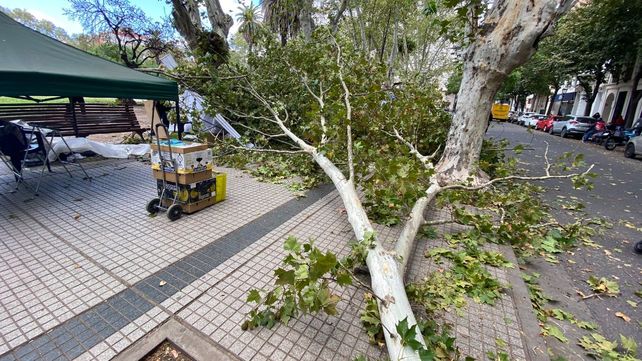 Un hombre resultó herido al caer una enorme rama en la feria de plaza San Martín