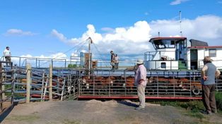 Crecida del Paraná: éxodo masivo de ganado en las islas frente a Rosario por temor a una inundación