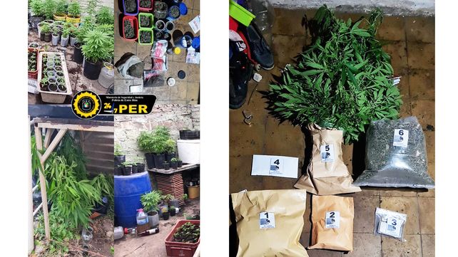 Detenido por violencia de género, le incautaron 174 plantas de marihuana