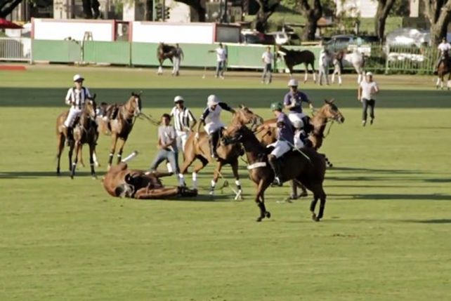 Conmoción en el mundo del polo: una yegua murió en la final del Abierto de Palermo