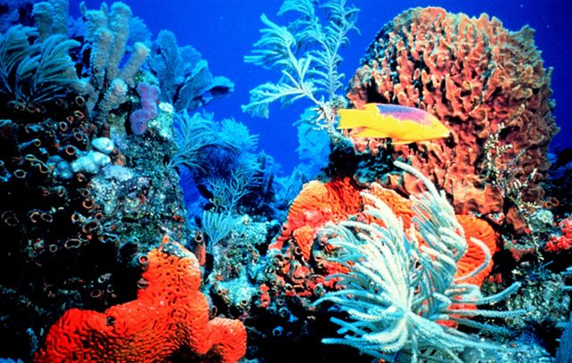 La Gran Barrera de Coral australiana es un auténtico paraíso de diversidad biológica.