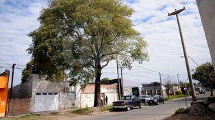 Vecino invasor: un viejo lapacho destruye una casa
